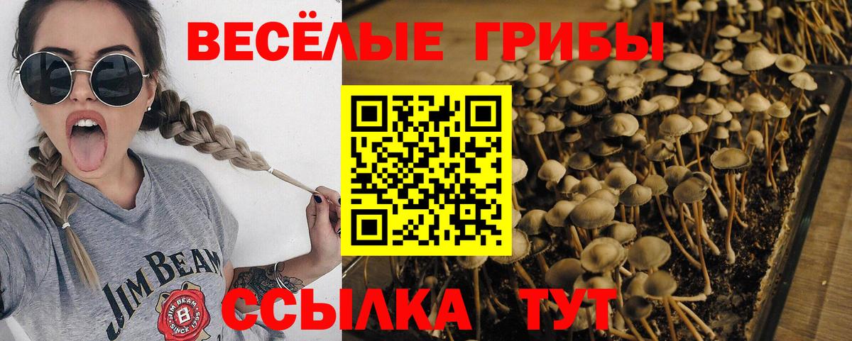 Галлюциногенные грибы Psilocybine cubensis Новороссийск